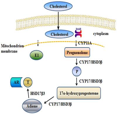 The Curcumin Derivative, H10, Suppresses Hormone-Dependent Prostate Cancer by Inhibiting 17β-Hydroxysteroid Dehydrogenase Type 3